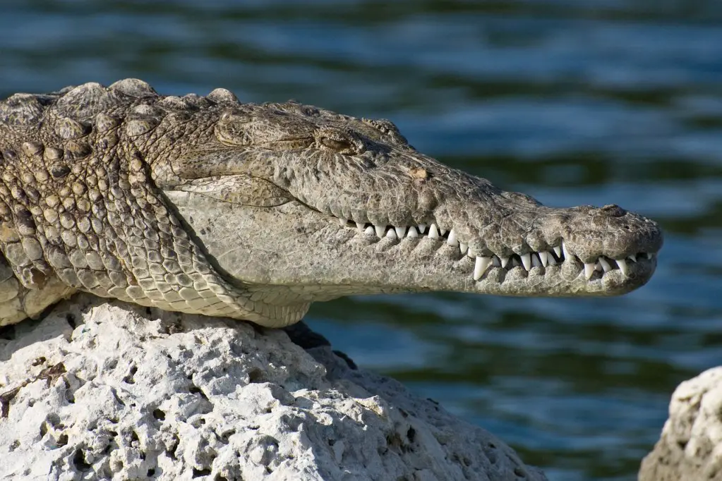 \"alligator